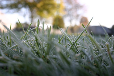 frost on grass by Ambarish a question of focus.jpg